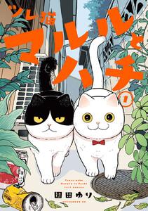 書影